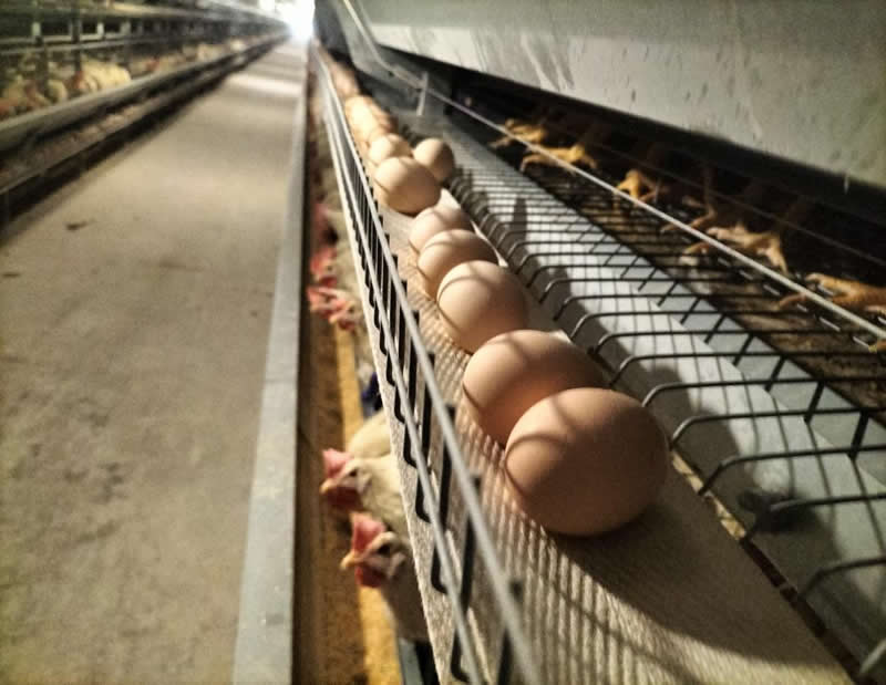 Breeder cage